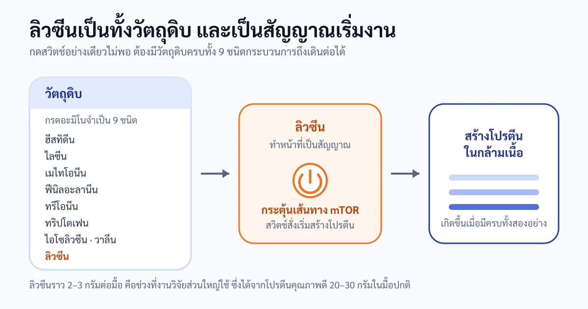 แผนภาพอธิบายว่ากรดอะมิโนจำเป็นทั้งเก้าชนิดคือวัตถุดิบสำหรับสร้างโปรตีน โดยมีลิวซีนทำหน้าที่เป็นสัญญาณเริ่มกระบวนการ และถ้าขาดวัตถุดิบตัวอื่นกระบวนการก็ไปต่อไม่ได้