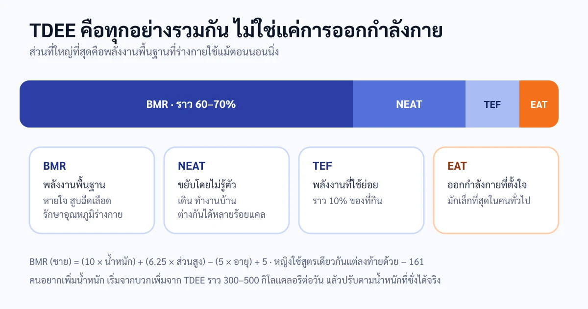 แผนภาพแสดงองค์ประกอบของพลังงานที่ร่างกายใช้ในหนึ่งวัน โดยมี BMR เป็นส่วนใหญ่ที่สุด ตามด้วยการขยับตัวโดยไม่รู้ตัว พลังงานที่ใช้ย่อยอาหาร และการออกกำลังกาย รวมกันเป็น TDEE